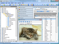 AnySQL Maestro screenshot